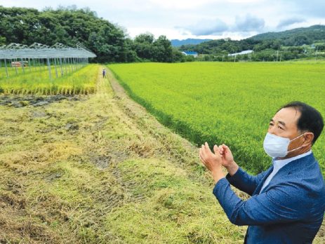 lúa gạo, máy tách màu gạo, ss780