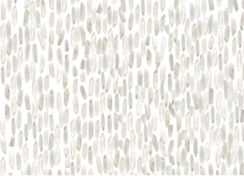 Gạo được dàn trải đều trên các kênh của máng dẫn liệu