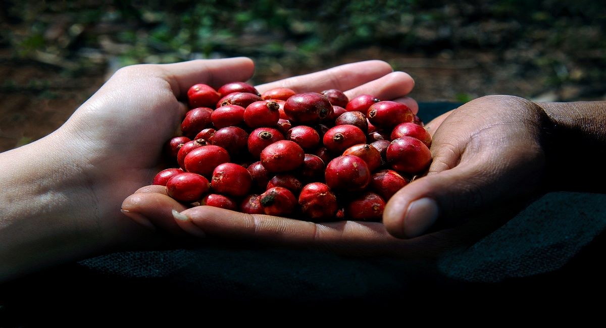 festival-ca-phe-buon-ma-thuot-su-kien-uy-tin-cua-nganh-ca-phe-1