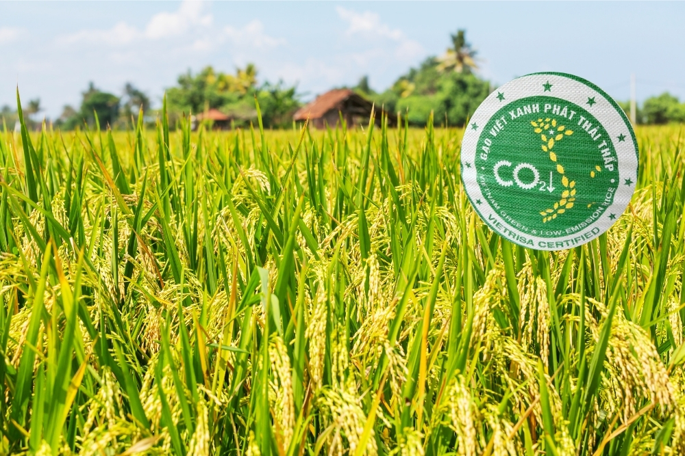 LOW-EMISSION RICE OFFICIALLY LAUNCHED: A GREEN BOOST FOR VIETNAM’S RICE ...