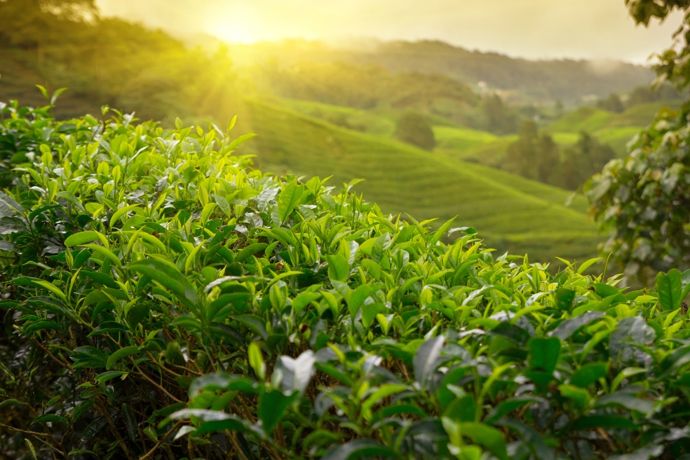 VIETNAM'S TEA EXPORTS EXPECTED TO ACCELERATE IN THE SECOND HALF OF 2025 -  ARE BUSINESSES READY? - DTCGroup